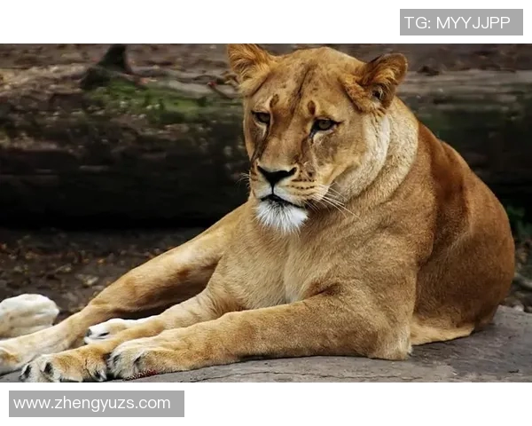 阿森纳与巴尼特的较量揭示英超球队的实力差距与发展潜力 阿森纳与巴尼特的较量揭示英超球队的实力差距与发展潜力